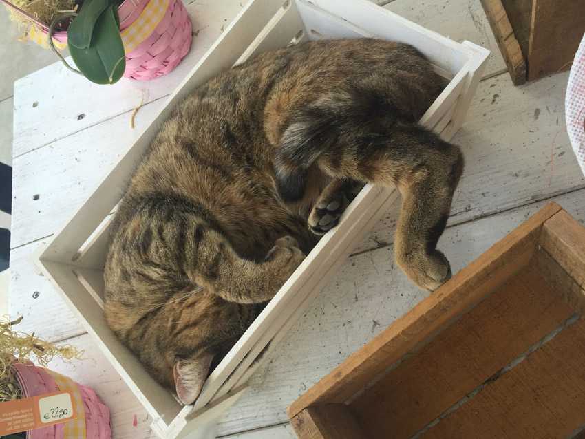 Как выглядит умирающая кошка и причины смерти животноговетлечебница рос-вет