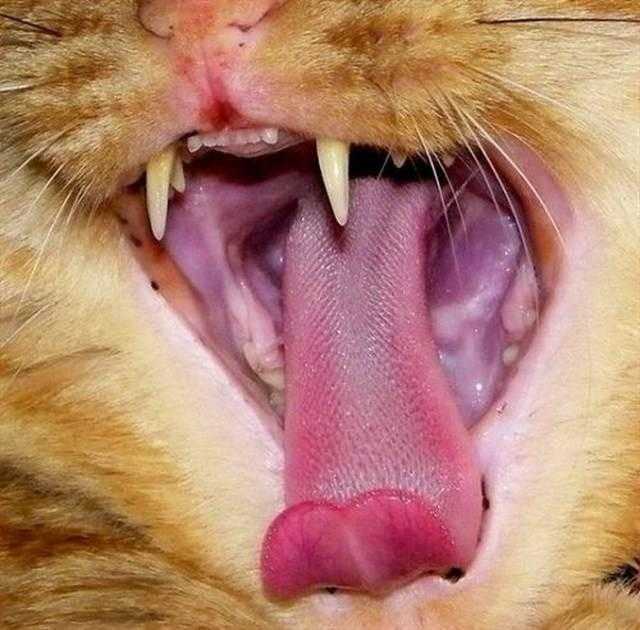 Почему язык кошек и котов такой шершавый, словно наждачка?