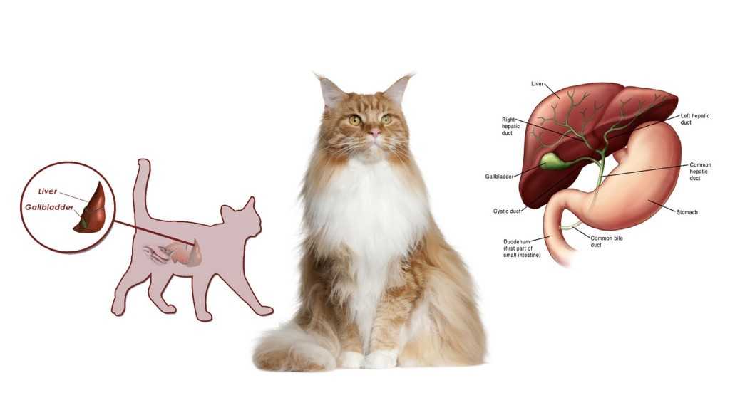 Болезни печени у кошек (гепатит, гепатоз, цирроз, холецистит): симптомы и лечение