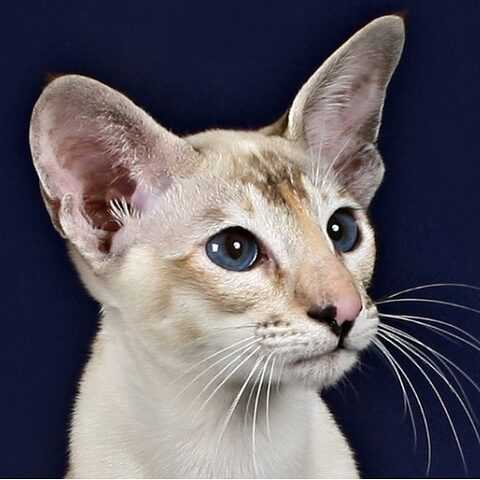 Сейшельская кошка: описание породы, фото и видео материалы, отзывы о породе