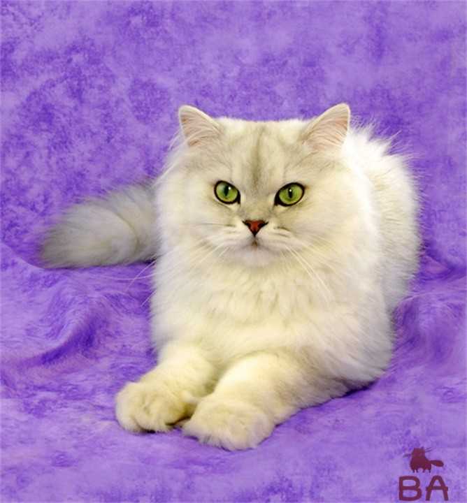 Порода тиффани. Бурмилла длинношерстная. Бурмилла кошка длинношерстная. Австралийская Тиффани. Бурмилла длинношерстная белая.