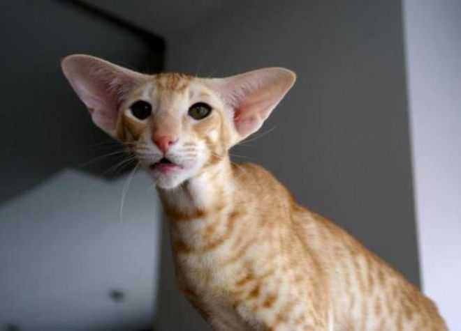Кошки и коты с большими ушами: порода | фото, цена