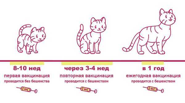 Сколько надо прививок кошке. 1 Прививка котенку. Какие прививки делают котятам в 3 месяца. Какие прививки нужно делать котенку в 2 3 месяца. Вакцинация котят схема.