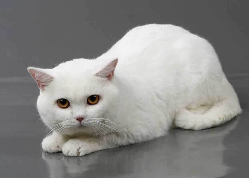 Порода белой кошки с разными глазами