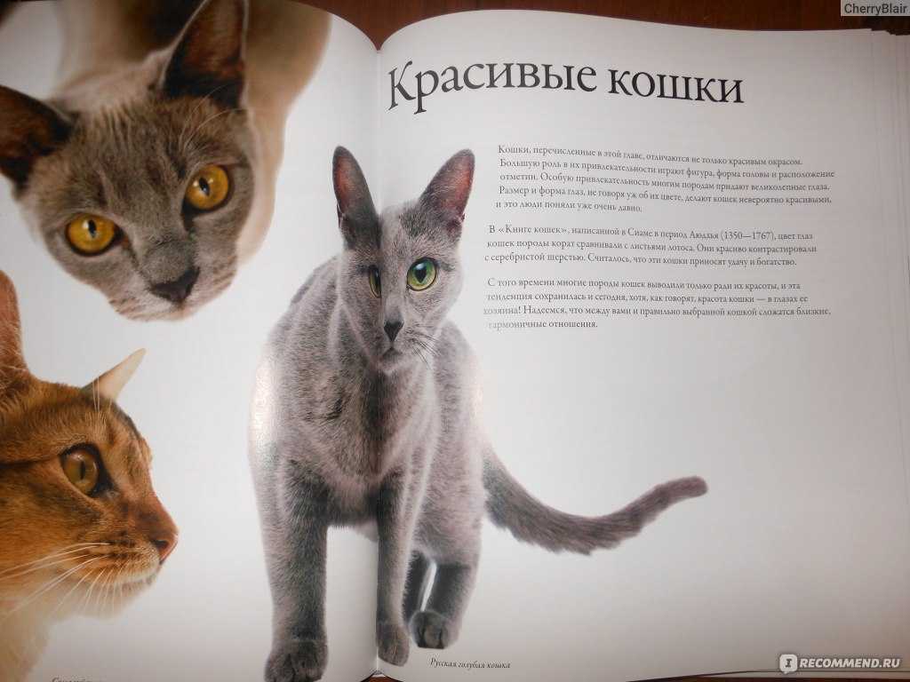 Кот с большими глазами: названия и описание большеглазых кошачьих пород с фото