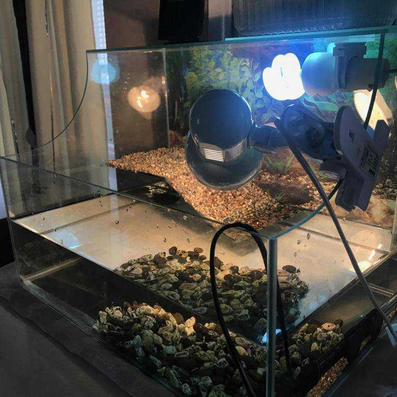 Ультрафиолетовая лампа для красноухой черепахи какую выбрать