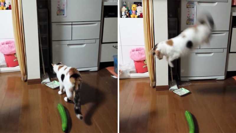 "уберите это немедленно!" — почему кошки так боятся огурцов: видео