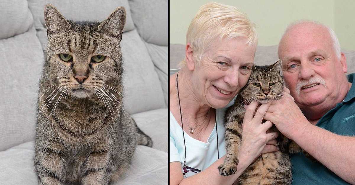 Самые старые коты в мире: сколько лет прожила самая долгоживущая кошка