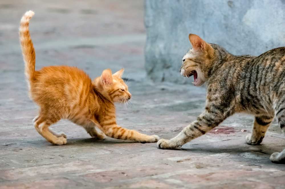 Почему кошка шипит на хозяина человека? почему коты шипят на хозяина? кошка шипит на ребенка