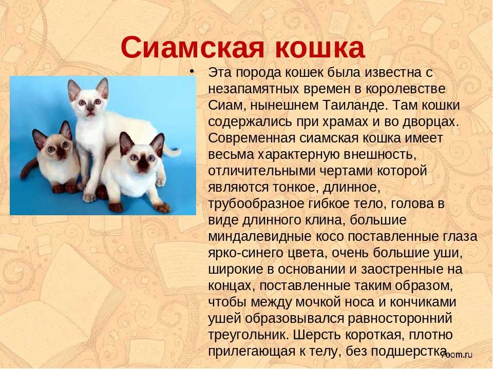 Слова породы кошек. Рассказ про сиамского кота. Информация о сиамской кошке. Интересные факты о сиамских котах. Рассказ о сиамской породе кошек.