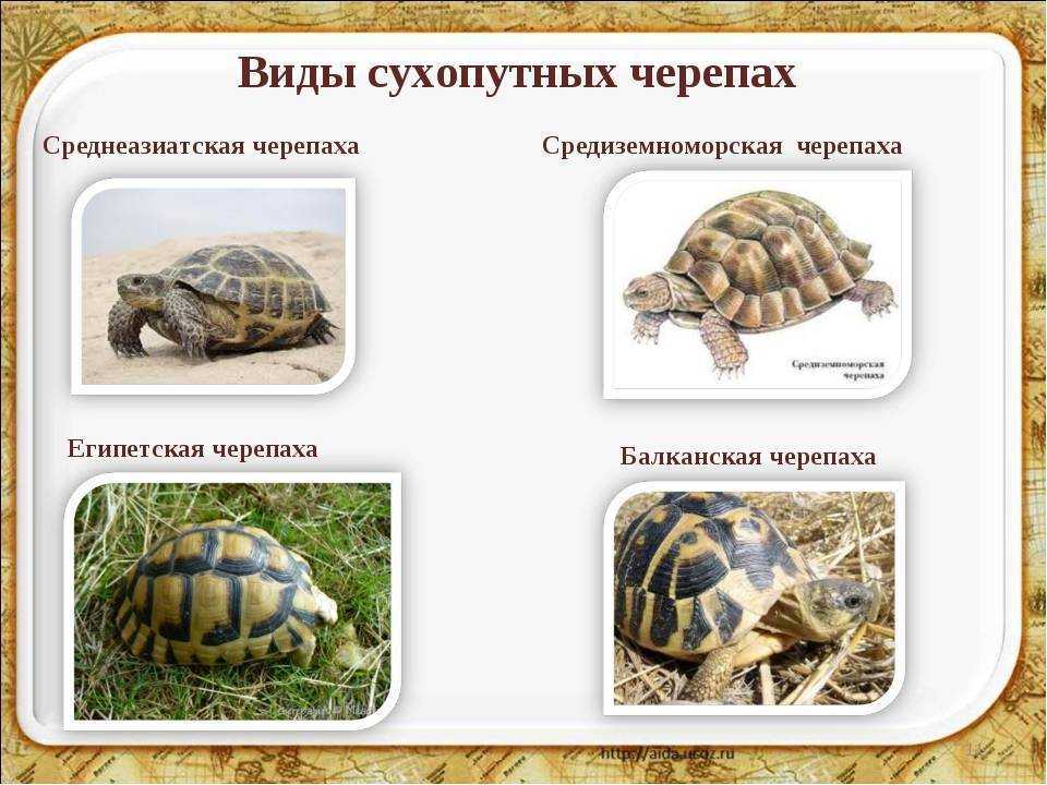 Среднеазиатская черепаха - кормление. материалы по репродуктивной биологии среднеазиатской черепахи