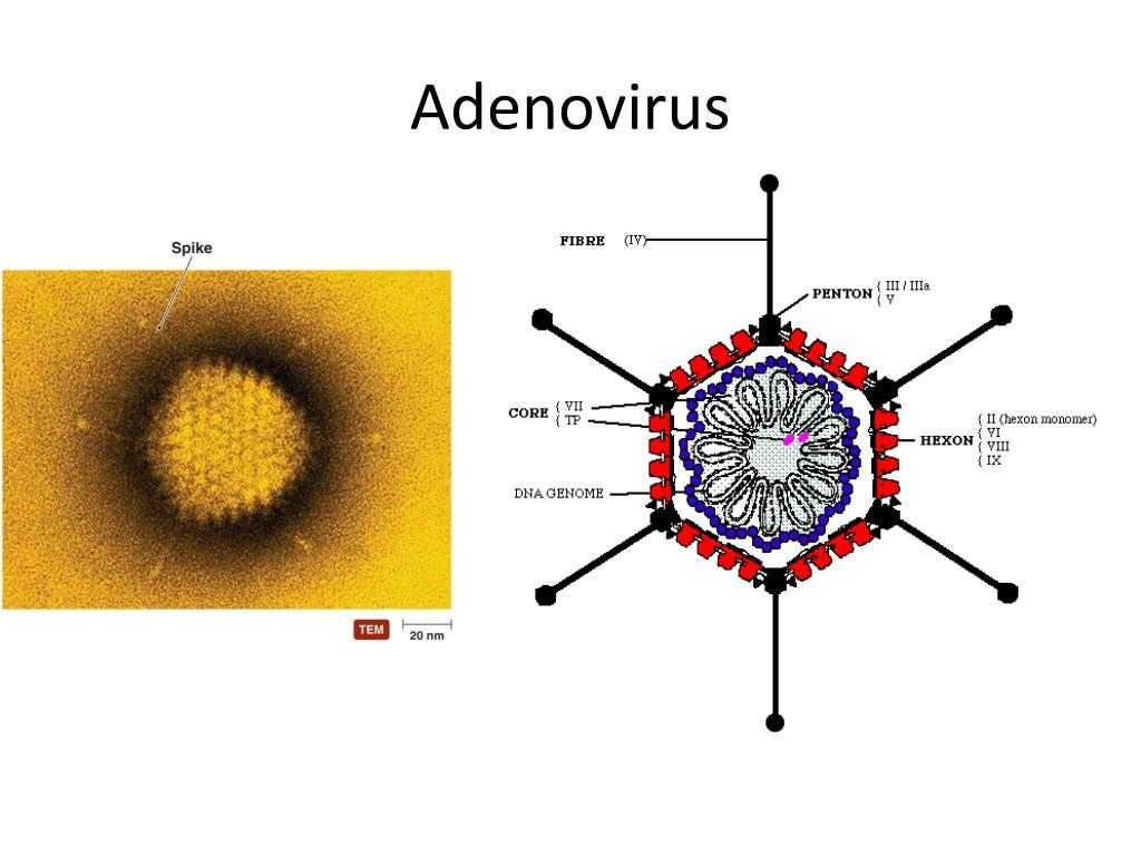 Серовары аденовирусов. Аденовирус. Отличия аденовируса и риновируса. Геном риновирусов образует. Аденовирус гриппа