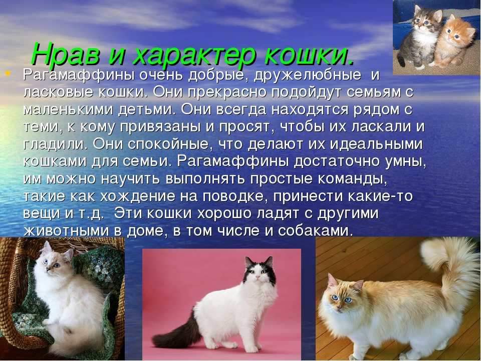 Рагамаффин: фото кошки, описание породы, характер, цена