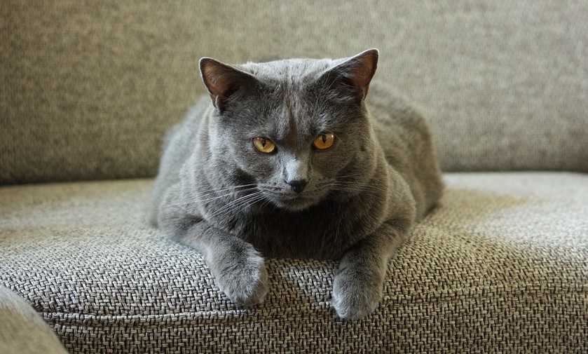 Картезианская кошка, или шартрез: описание породы с фото, рекомендации по уходу за животным