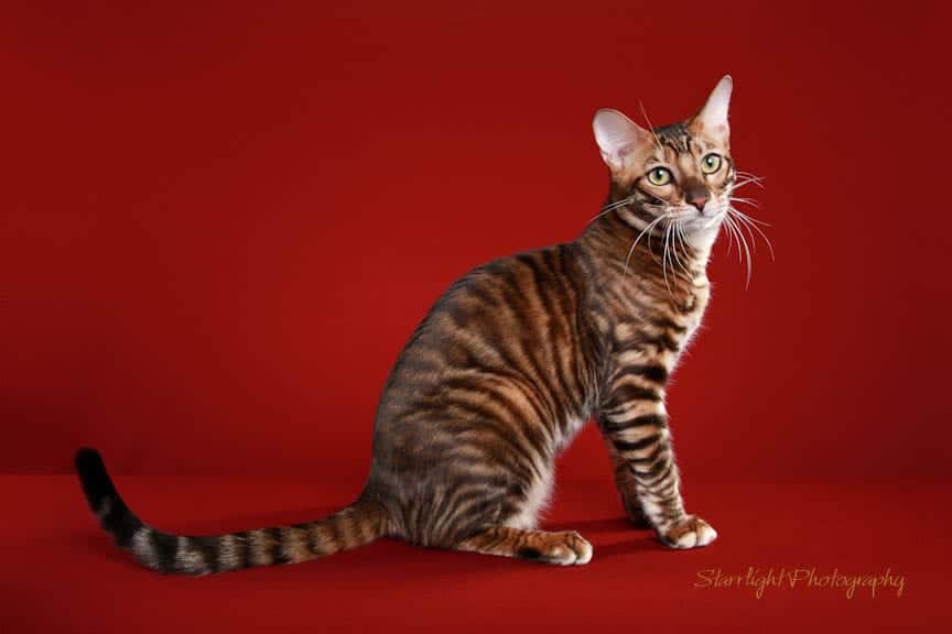 Кошка тойгер: описание породы, особенности характера, уход и отзывы владельцев