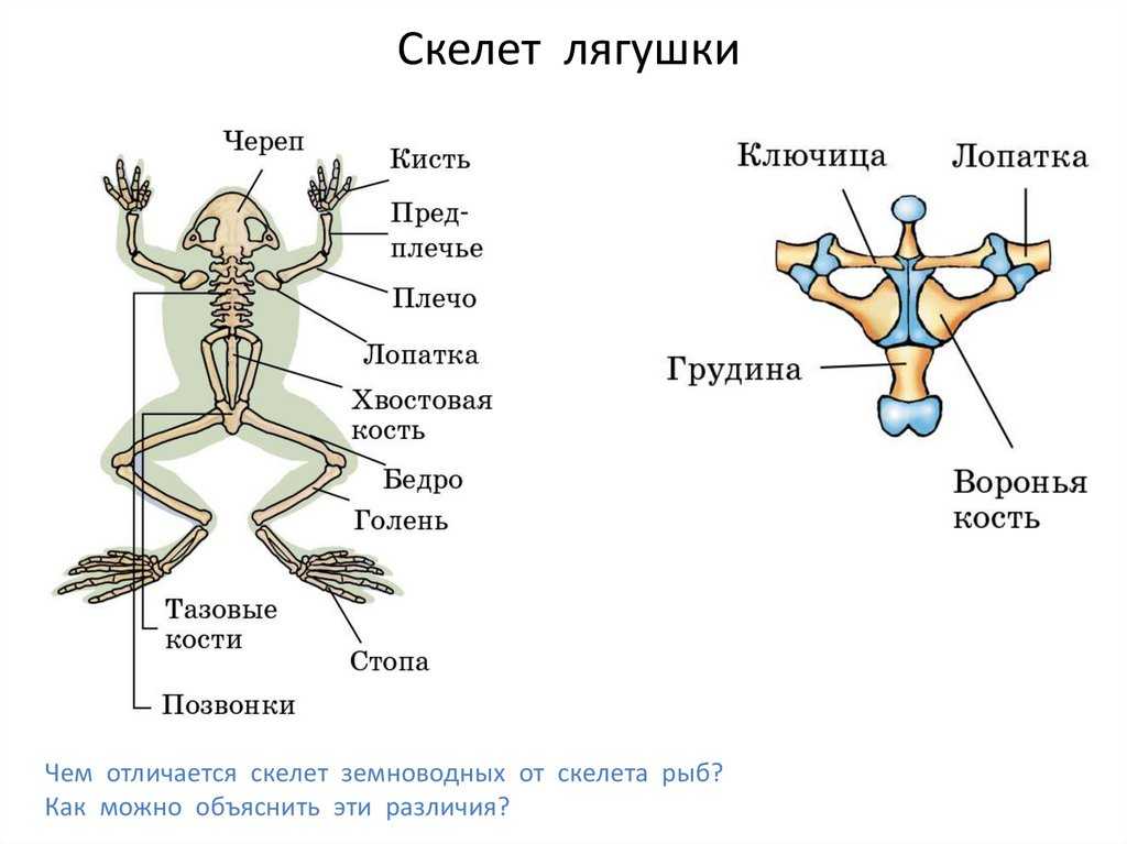 Скелет черепах: строение (фото) :: syl.ru