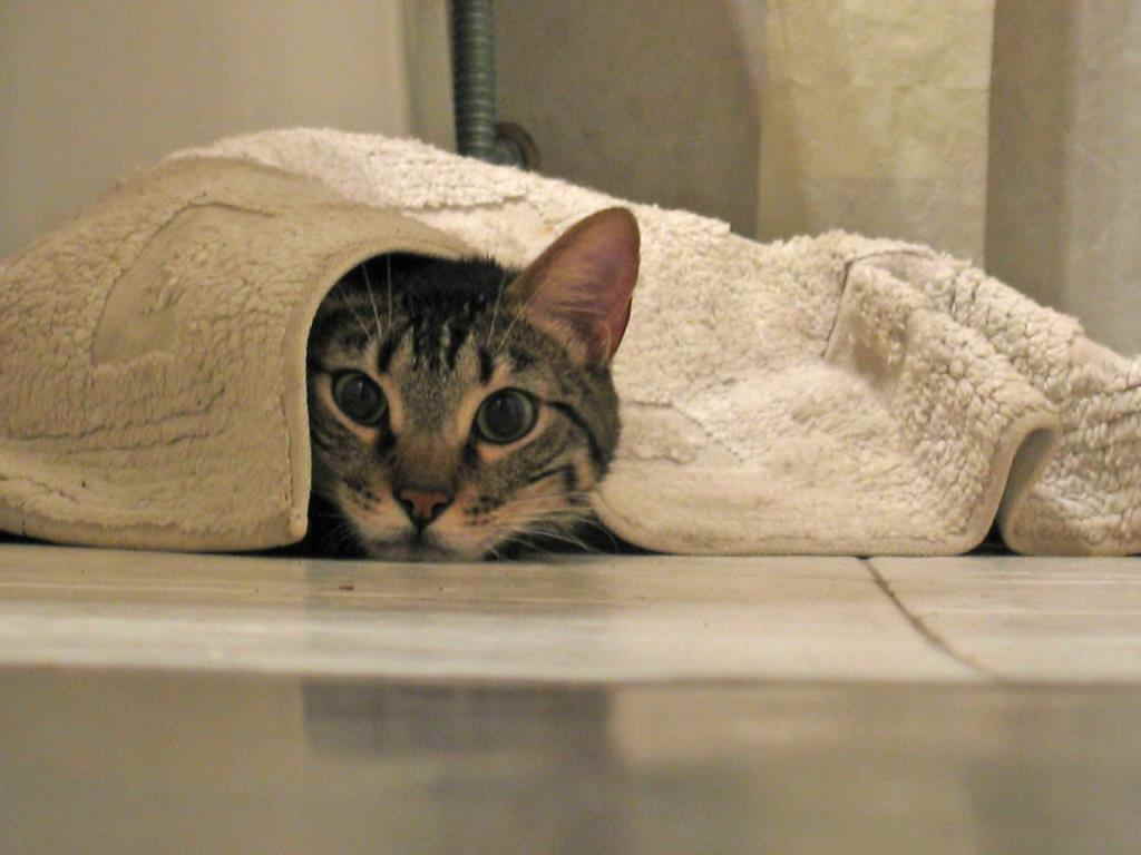 8 причин, почему кошка прячется под одеяло - как исправить