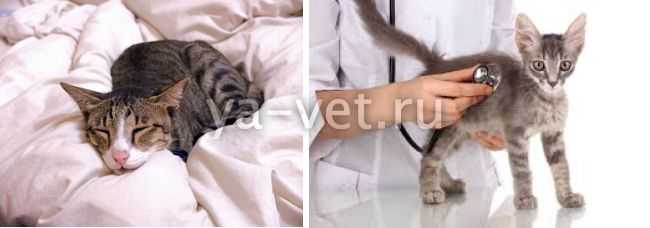 Симптомы и виды колита | лечение колита у кошек в нижнем новгороде
