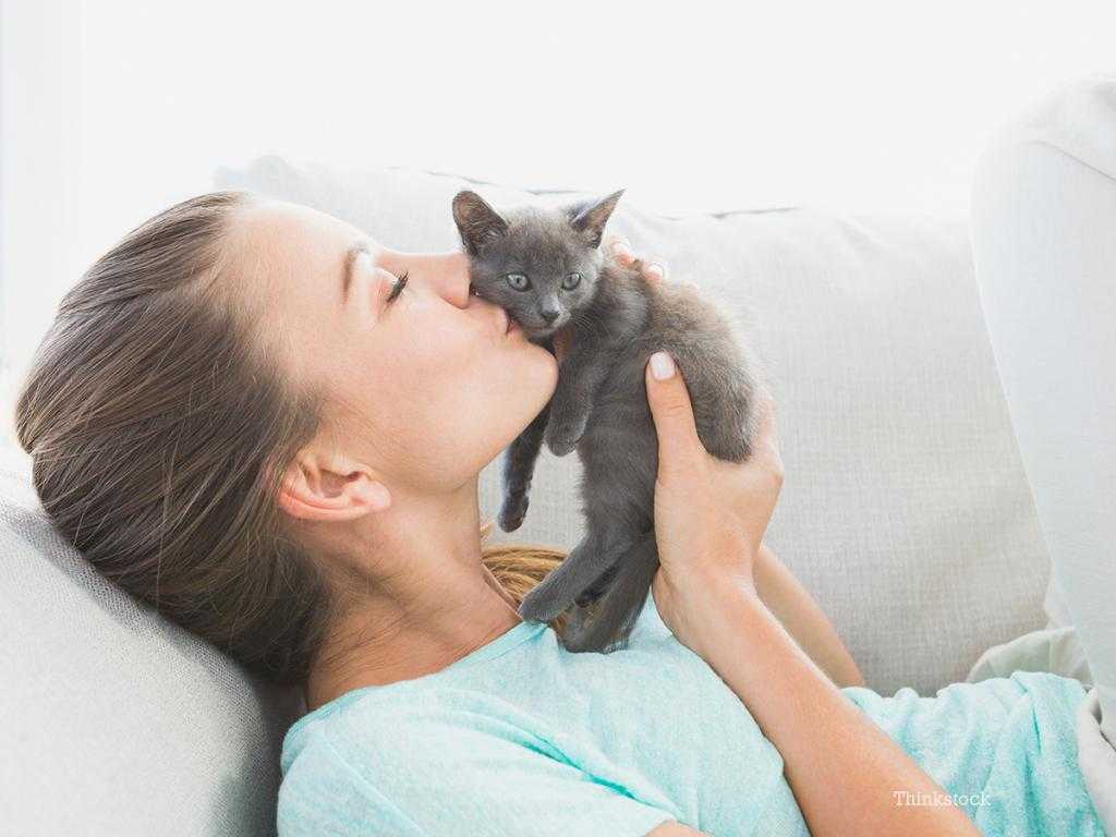 Почему кошки любят спать с хозяином: лечение болезней, желание согреться и другие основные причины, по которым питомцы приходят к хозяйке
