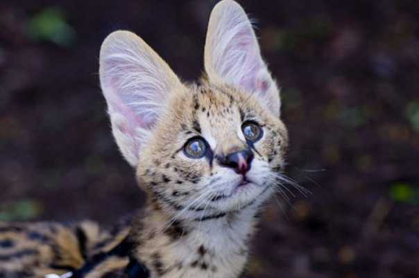 Котики с мышиными ушами: особенности разных пород