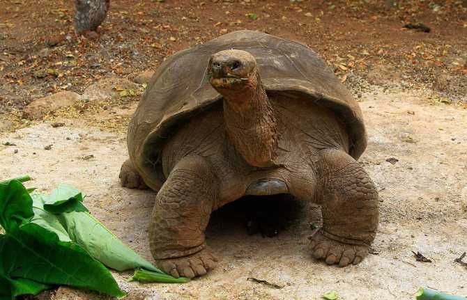 ᐉ гариетта - черепаха чарльза дарвина - zoopalitra-spb.ru
