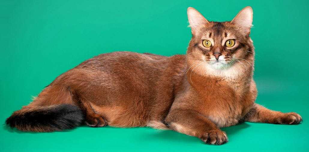 Сомалийская порода кошек (сомали): фото, описание характера, стандарты, окрасы, отзывы