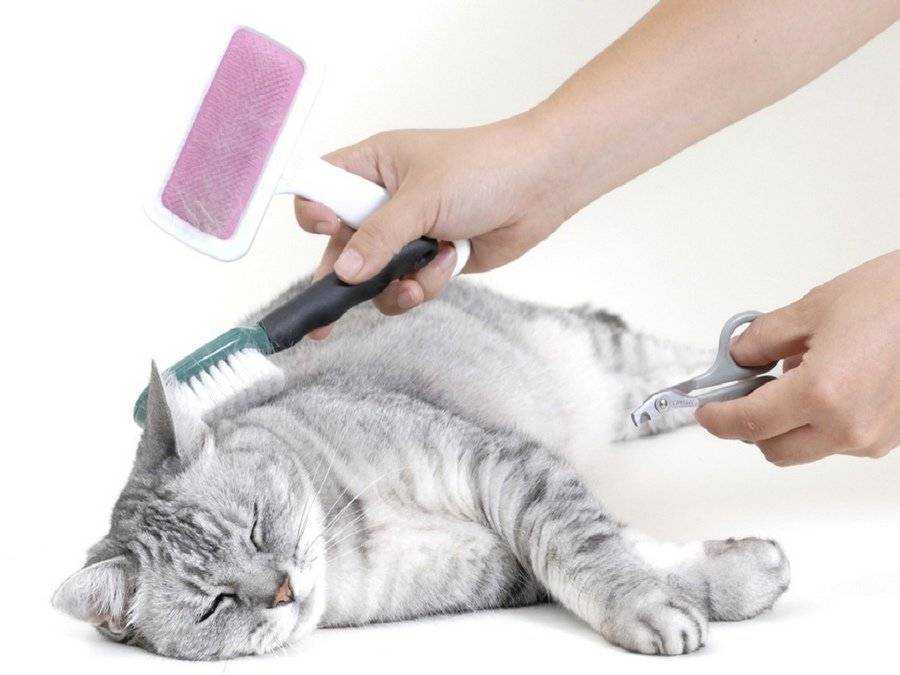Содержание кошек в домашних условиях: как содержать котенка или взрослого кота в квартире? - kotiko.ru