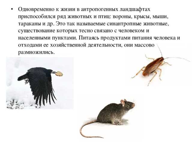 ᐉ крыса дамбо: уход и содержание в домашних условиях, чем кормить, сколько живут, чем отличается от обычной, плюсы и минусы, характер - zoovet24.ru