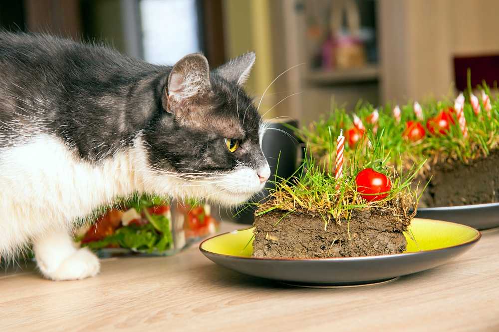 Почему собака ест траву, почему кошки едят траву - ситивет, спб