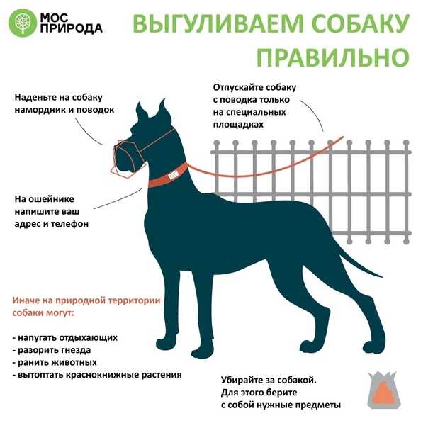 Налог на животных в россии 2019: правда или нет, сколько нужно будет платить за собак и кошек?