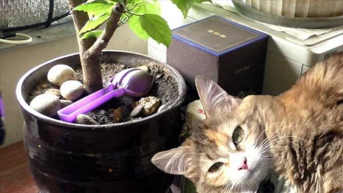 Как защитить комнатные растения от кошек, а кошек от них