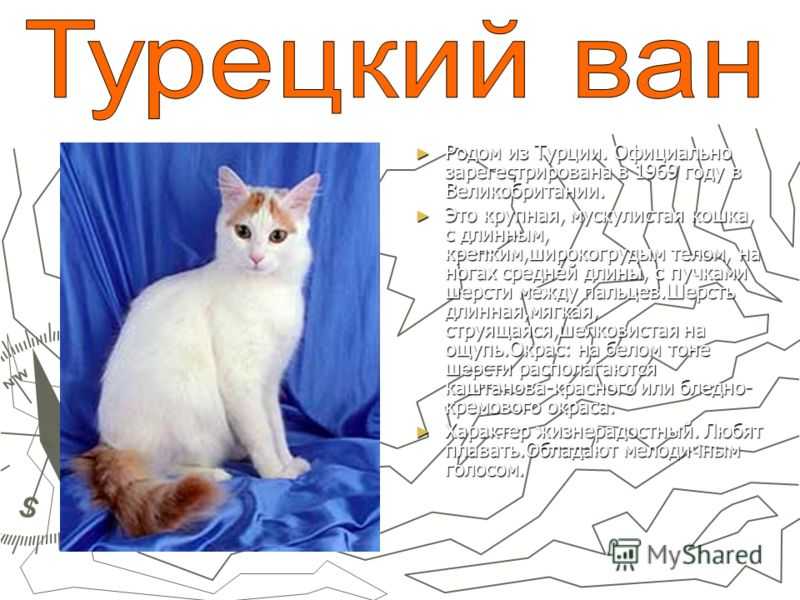 Турецкий ван кошка: фото, описание породы, характер, цены