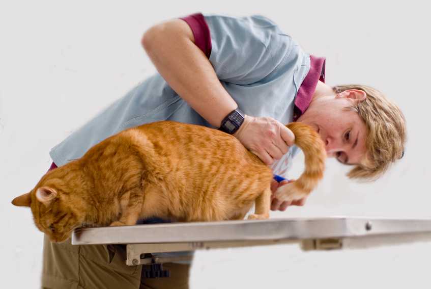 Понос у кошки: симптомы и причины жидкого стула у котенка и взрослой особи, разновидности, диагностика и лечение диареи у котов