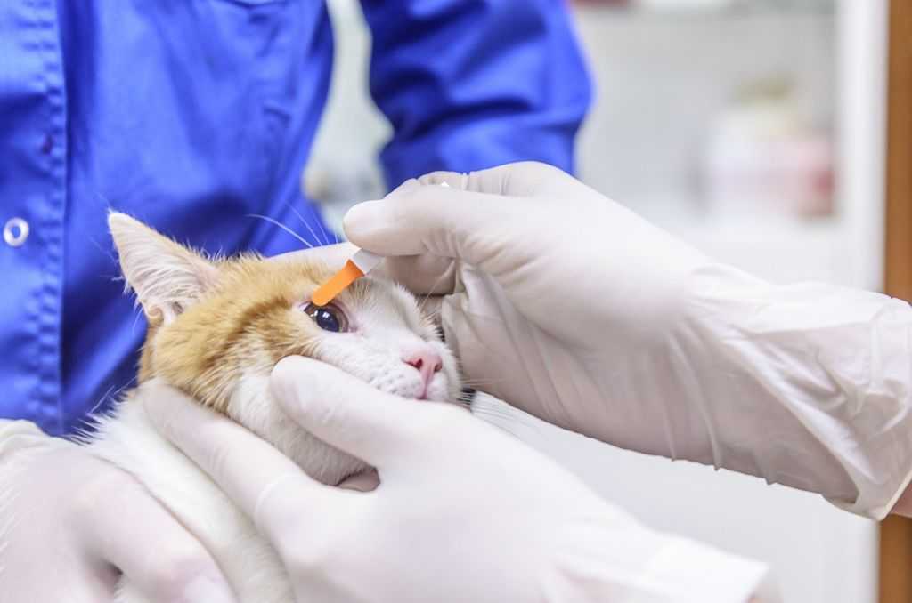 Вирусный иммунодефицит кошек