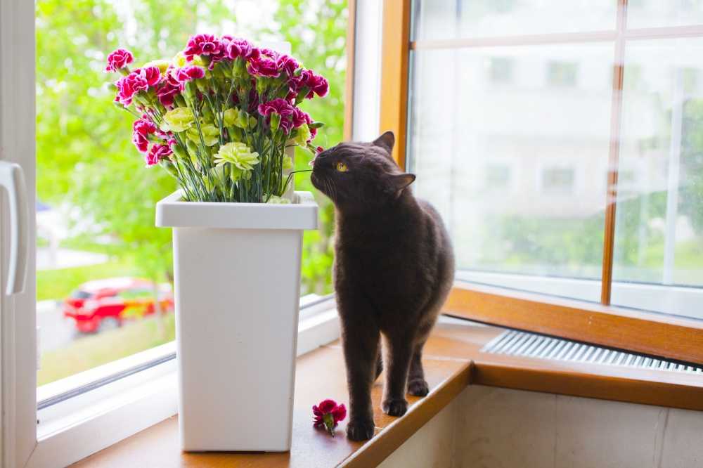 Как отучить кошку грызть цветы: советы и маленькие хитрости