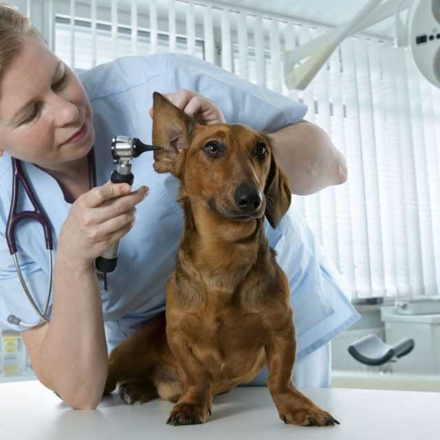 Бруцеллез у собак и кошек: причины, симптомы и лечение заболевания