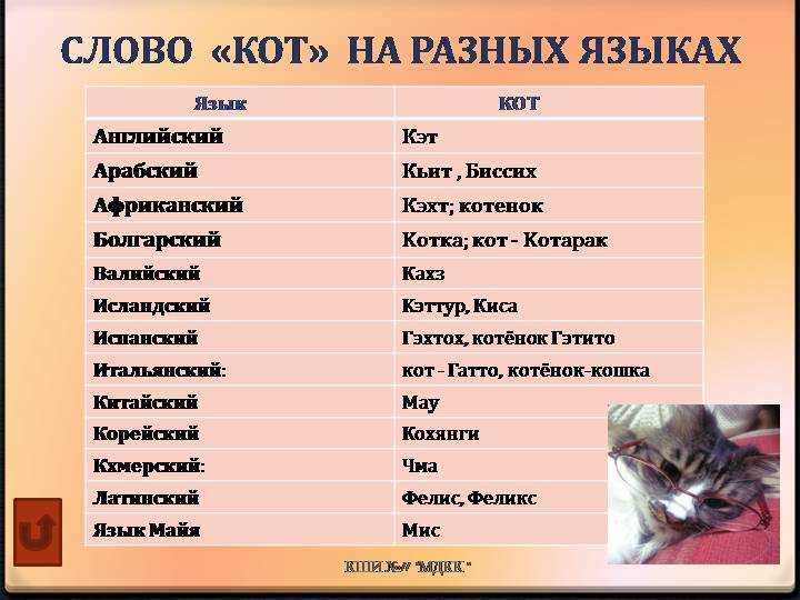 Имена и клички для британских короткошерстных  (bri) котов - русский алфавит - sunray