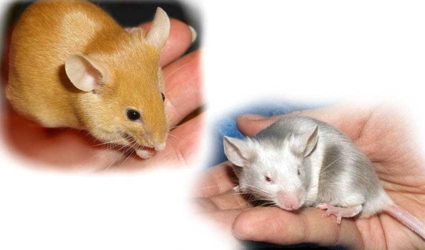 Крыса хаски — описание разновидности с фотографиями