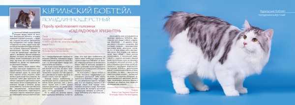 Турецкий ван: фото кошки, цена, описание породы, характер, видео, питомники