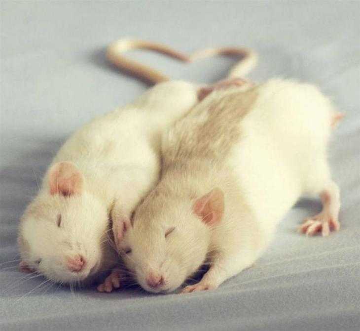 Звуки домашних крыс: что хочет сказать ваш питомец?