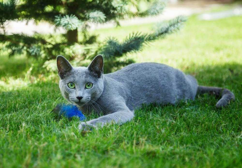 Порода кошек «русская голубая»: как содержать любимца петра i