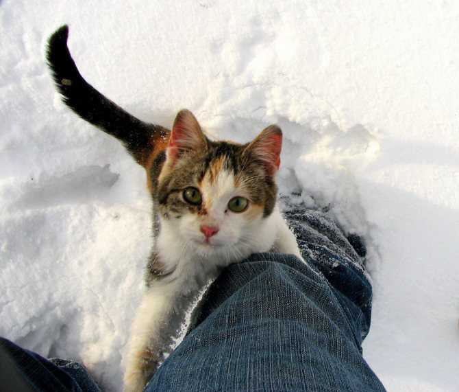 При какой температуре замерзает котенок