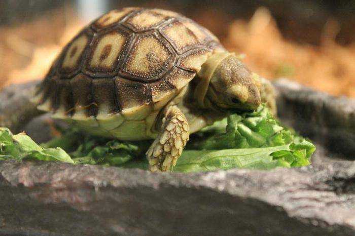 Черепаха: ее повадки, образ жизни, места обитания, фото
