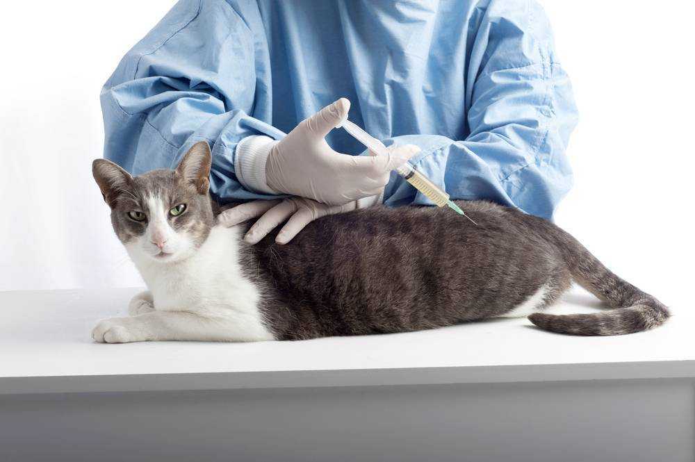 Неврологические заболевания кошек: виды заболеваний, лечение |  ветеринарная клиника неотложной помощи
