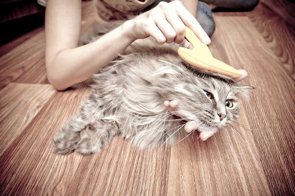 Как правильно ухаживать за котом в домашних условиях - инструкция