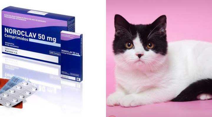 Онсиор для кошек – лекарство от боли