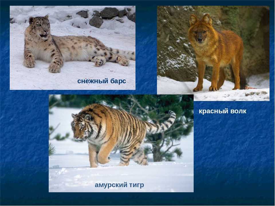 Удивительные животные нашей планеты. редкие животные, занесенные в красную книгу :: syl.ru