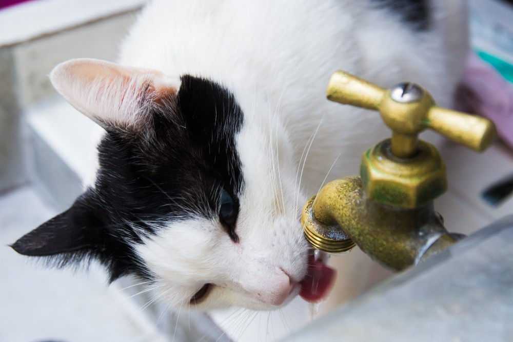 Кот не ест и не пьет: причины состояния, когда нужно бить тревогу | блог ветклиники "беланта"