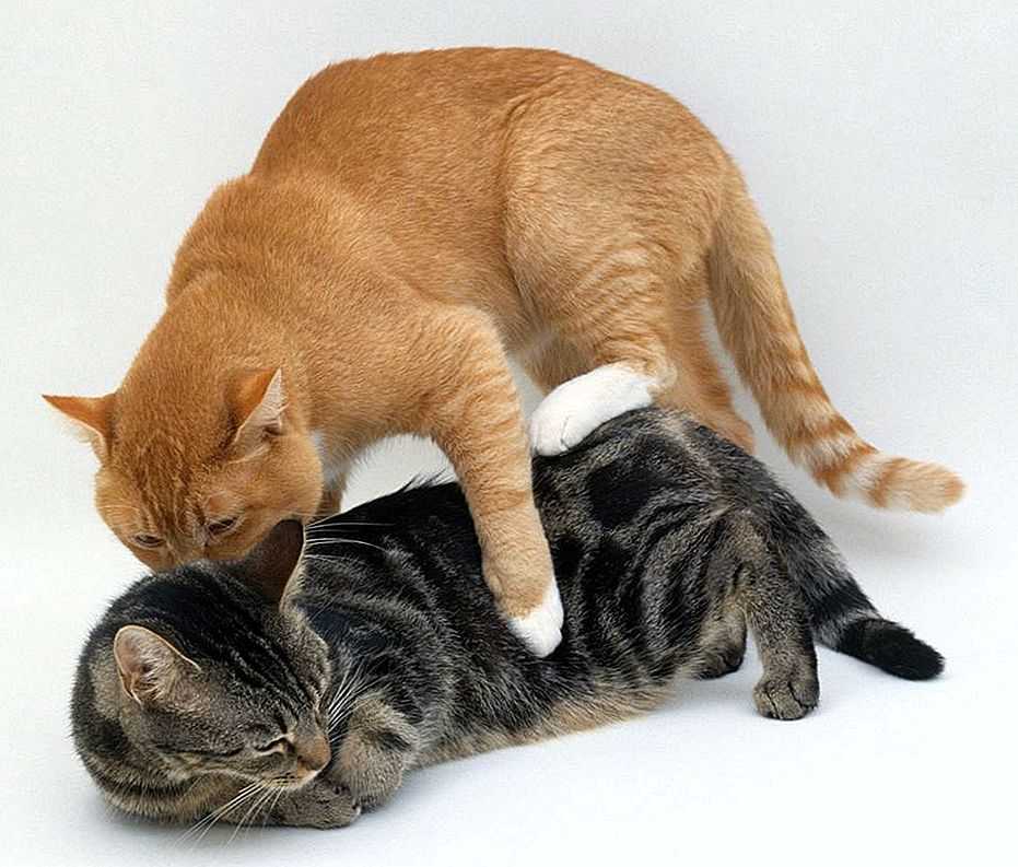 Вязка кошек - правила и рекомендации врачей. ветеринарная клиника "зоостатус"