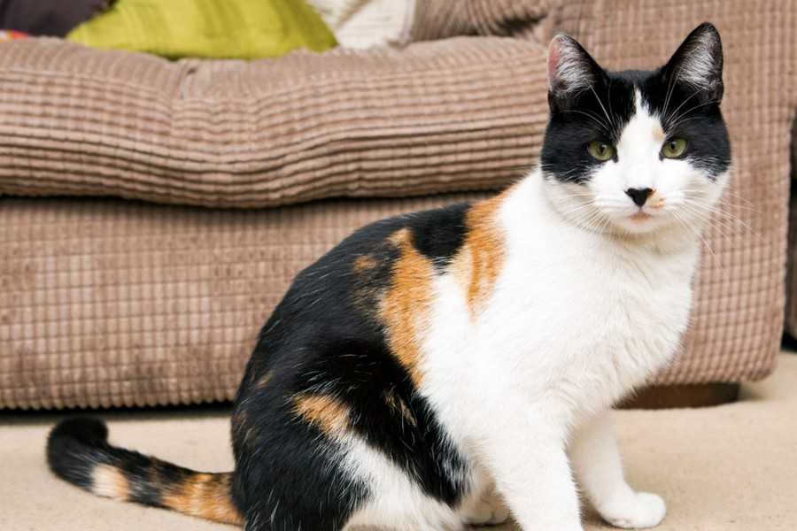 Трехцветная кошка, описание, особенности, приметы и породы трёхцветных кошек